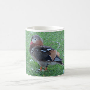 Young Mandarin Duck Tasse