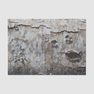 Young Maple Tree Bark 0041 Seidenpapier
