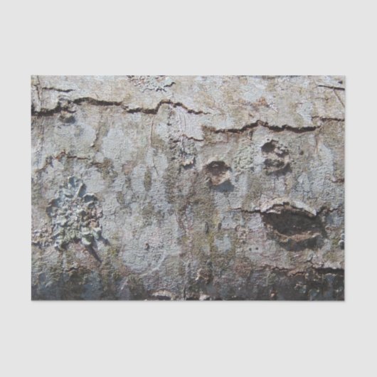 Young Maple Tree Bark 0041 Seidenpapier (Vorderseite)