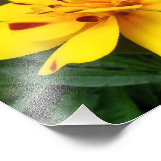 Young Marigold Foto Print (Ecke)