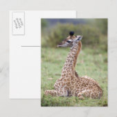 Young Masai Giraffe (Giraffa camelopardalis) Postkarte (Vorne/Hinten)