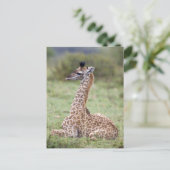 Young Masai Giraffe (Giraffa camelopardalis) Postkarte (Stehend Vorderseite)