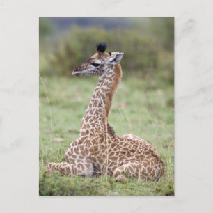 Young Masai Giraffe (Giraffa camelopardalis) Postkarte