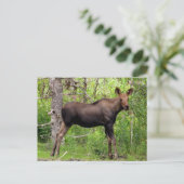Young Moose Postkarte (Stehend Vorderseite)