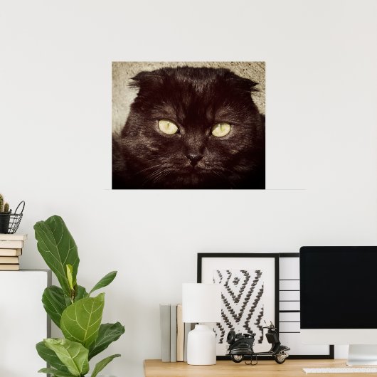 Young Munchkin Kitten Face Poster (Heimbüro)