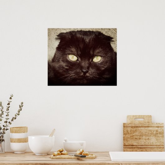 Young Munchkin Kitten Face Poster (Küche)