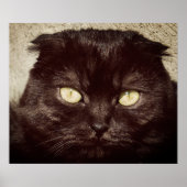 Young Munchkin Kitten Face Poster (Vorne)