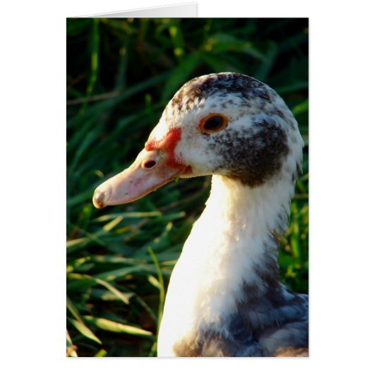 Young Muscovy Hen Duck (Vorne)