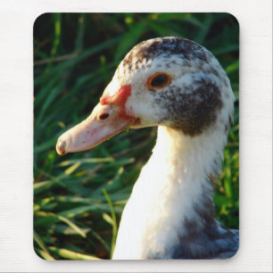 Young Muscovy Hen Duck Mousepad