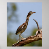 Young One Poster (Vorne)