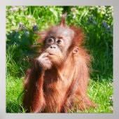 Young Orangutan Deep in Thread Poster (Vorne)