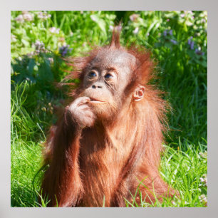 Young Orangutan Deep in Thread Poster