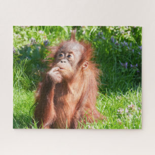 Young Orangutan Deep in Thread Puzzle
