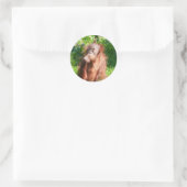 Young Orangutan Deep in Thread Runder Aufkleber (Tasche)