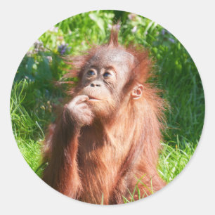 Young Orangutan Deep in Thread Runder Aufkleber