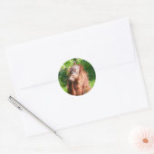 Young Orangutan Deep in Thread Runder Aufkleber (Umschlag)