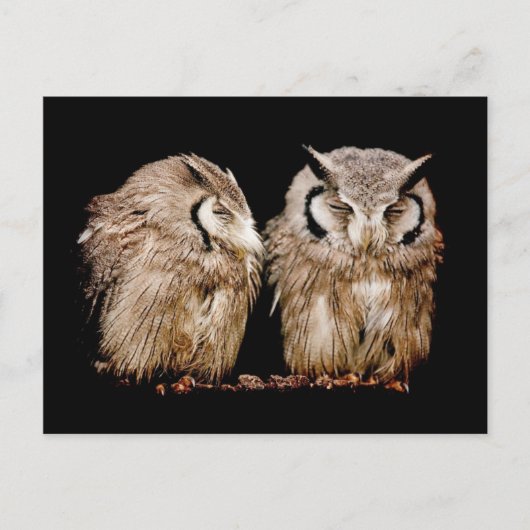 Young Owlets Postkarte (Vorderseite)