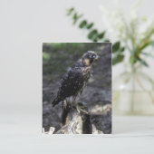 Young Peregrine Falcon Postkarte (Stehend Vorderseite)