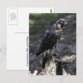 Young Peregrine Falcon Postkarte (Vorne/Hinten)