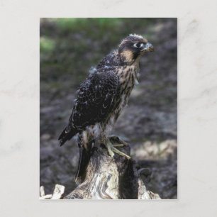Young Peregrine Falcon Postkarte