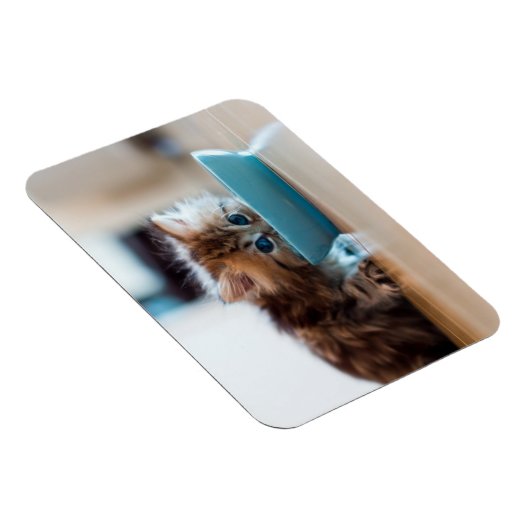 Young Persian Kitten Magnet (Rechte Seite)