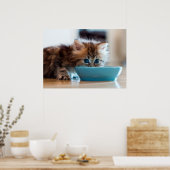 Young Persian Kitten Poster (Küche)