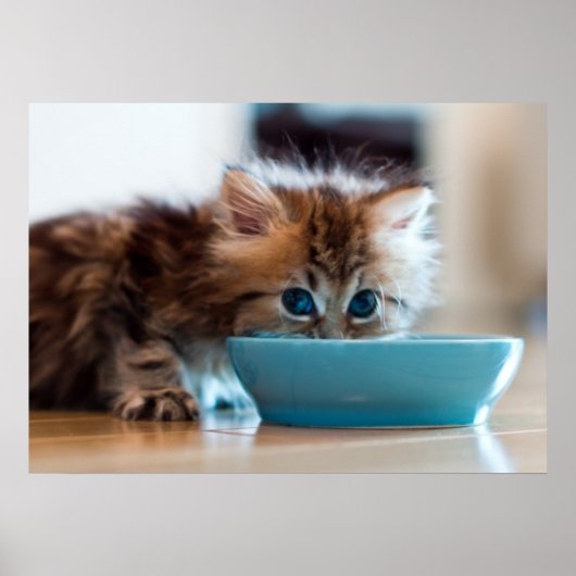 Young Persian Kitten Poster (Vorne)