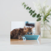 Young Persian Kitten Postkarte (Stehend Vorderseite)