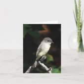 Young Phoebe blank inside Karte (Vorderseite)