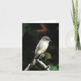 Young Phoebe blank inside Karte