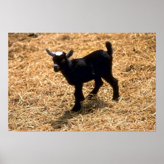 Young Pigmy Goat Poster (Vorne)