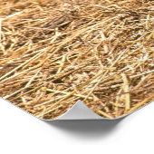 Young Pigmy Goat Poster (Ecke)