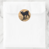 Young Pigmy Goat Runder Aufkleber (Tasche)