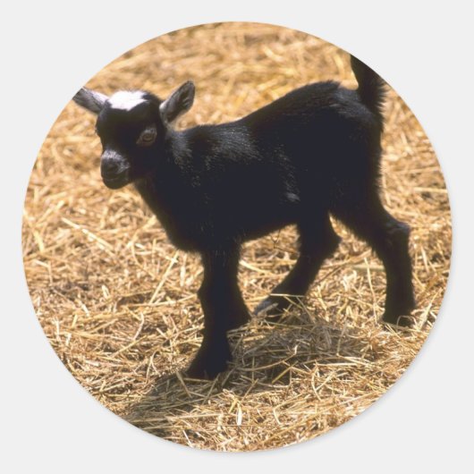 Young Pigmy Goat Runder Aufkleber (Vorderseite)