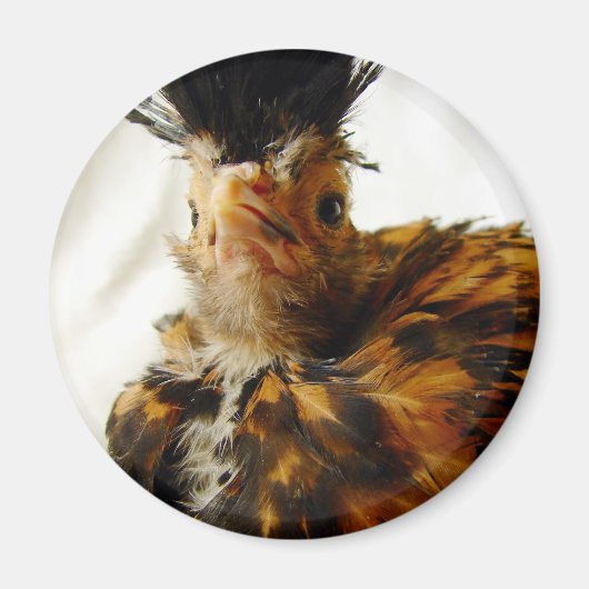 Young Polska Magnet (Vorne)