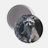 Young Raccoon Magnet (Vorderseite/Rückseite)