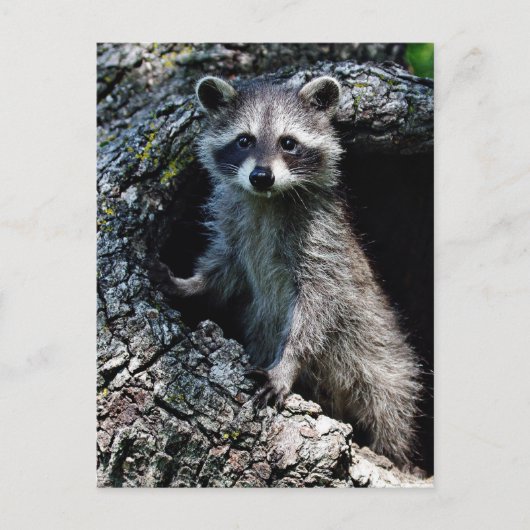 Young Raccoon Postkarte (Vorderseite)