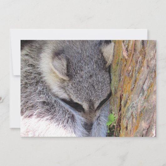 Young Raccoon Sleeping Flat Card (Vorderseite)
