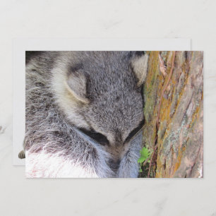 Young Raccoon Sleeping Flat Card