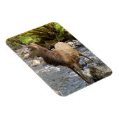 Young Red Deer on River Flexi Foto Magnet (Rechte Seite)