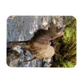 Young Red Deer on River Flexi Foto Magnet (Horizontal)