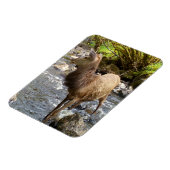 Young Red Deer on River Flexi Foto Magnet (Linke Seite)