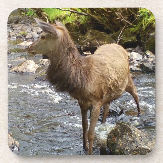 Young Red Deer on River Hard Plastic 6 Untersetzer (Vorderseite)