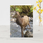 Young Red Deer Stag Grußkarte Text hinzufügen Karte (Gelbe Blume)