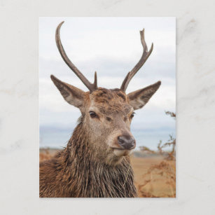 Young Red Deer Stag   Insel Jura, Schottland Postkarte
