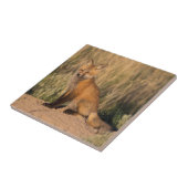 Young Red Fox bei Golden Hour Fliese (Seite)