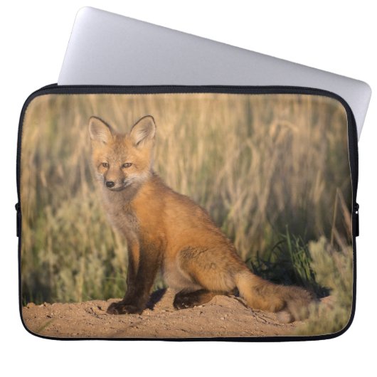 Young Red Fox bei Golden Hour Laptopschutzhülle (Vorderseite)