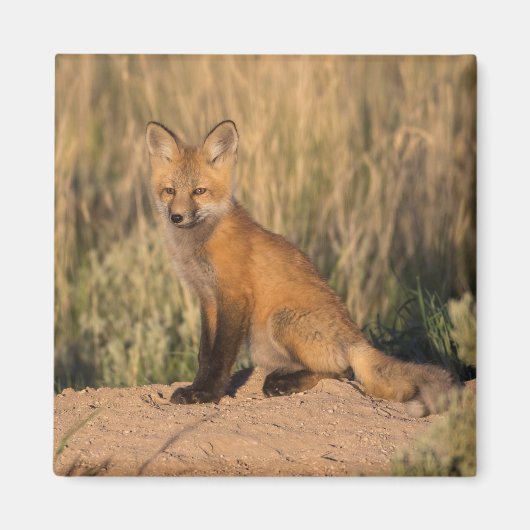 Young Red Fox bei Golden Hour Magnet (Vorne)