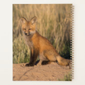 Young Red Fox bei Golden Hour Planer (Rückseite)