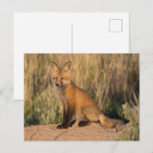 Young Red Fox bei Golden Hour Postkarte (Vorne/Hinten)